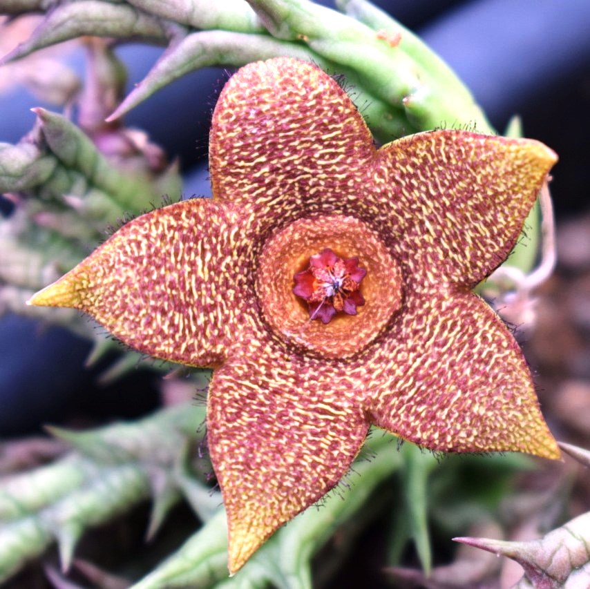 Orbea variegata x Orbea Cooperi Succulent Plant - myBageecha