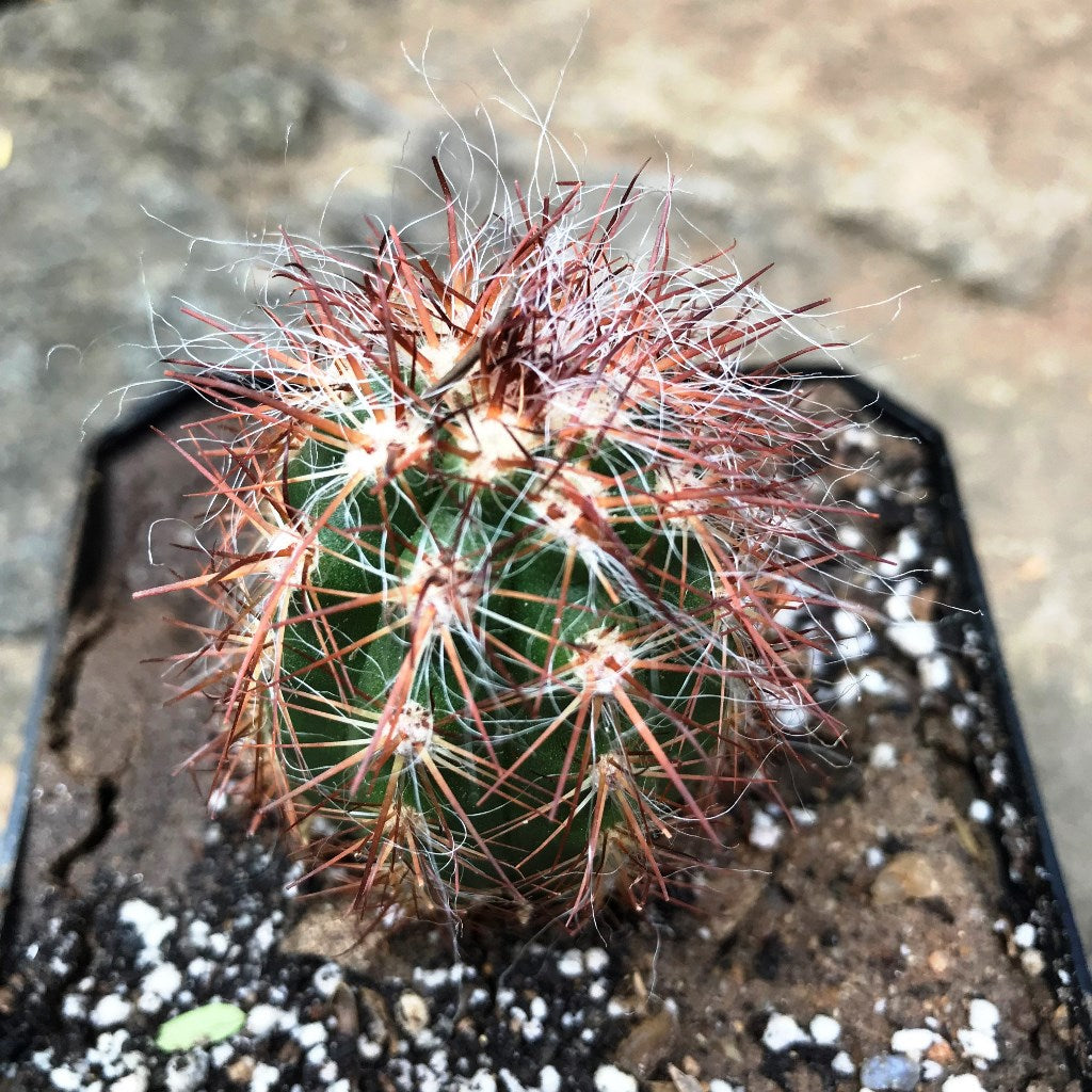 Oreocereus Celsinious Cactus Plant - myBageecha
