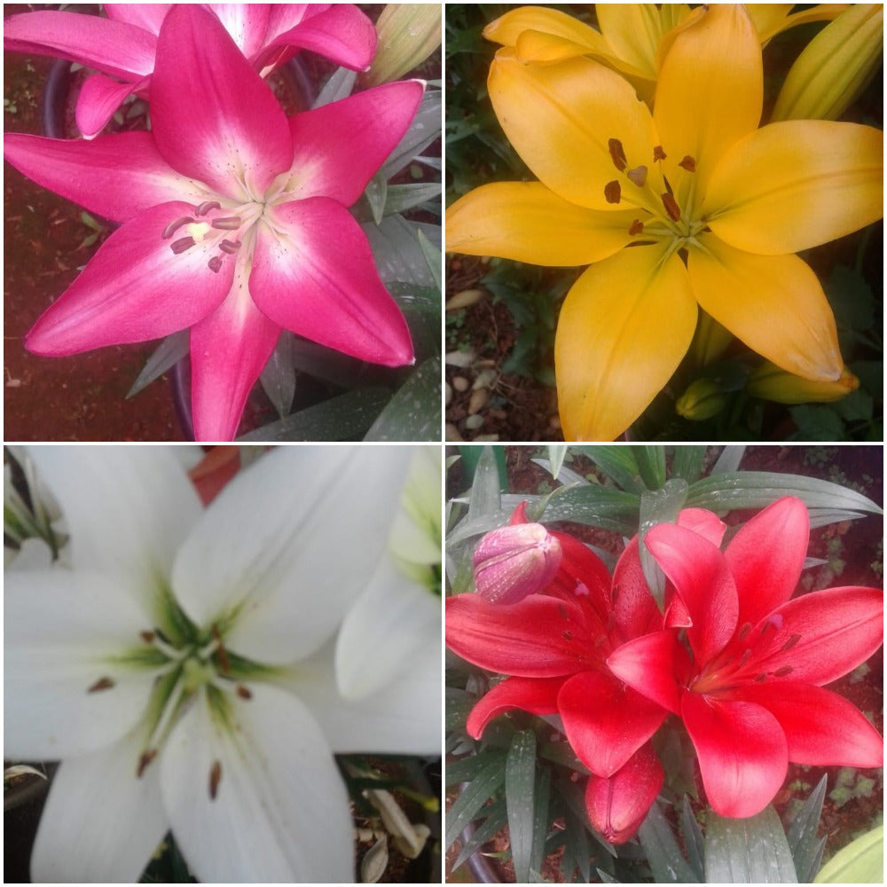 Lilium Oriental (Mix bulbs) - myBageecha