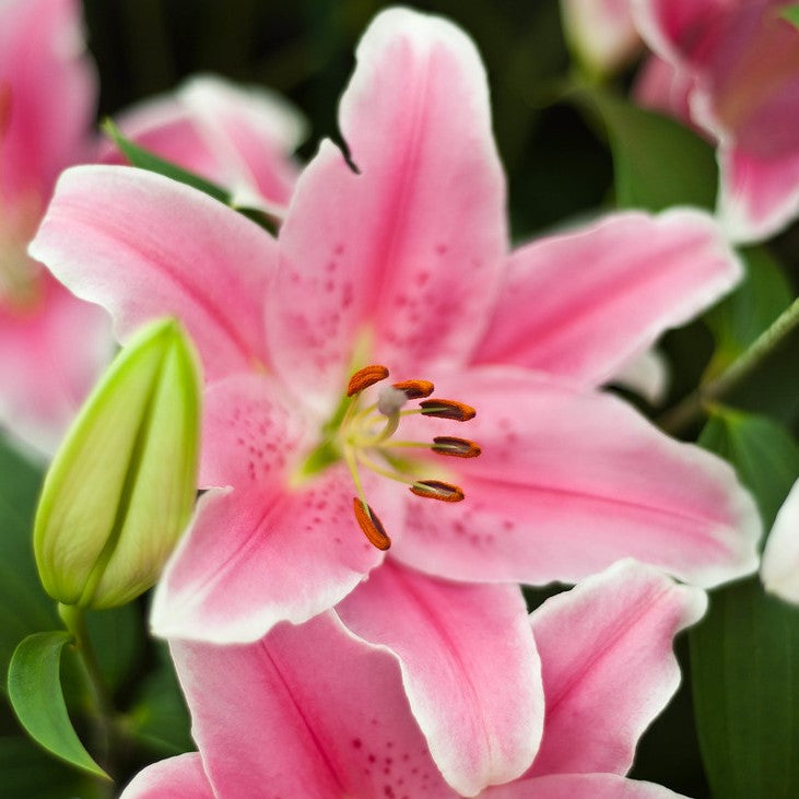 sorbonne lily flower Lilium Sorbonne Bulbs – Pink Oriental Lilies