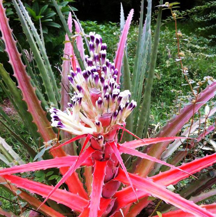 Miniature pineapple fruit sitting above upright leafy crown by myBageecha