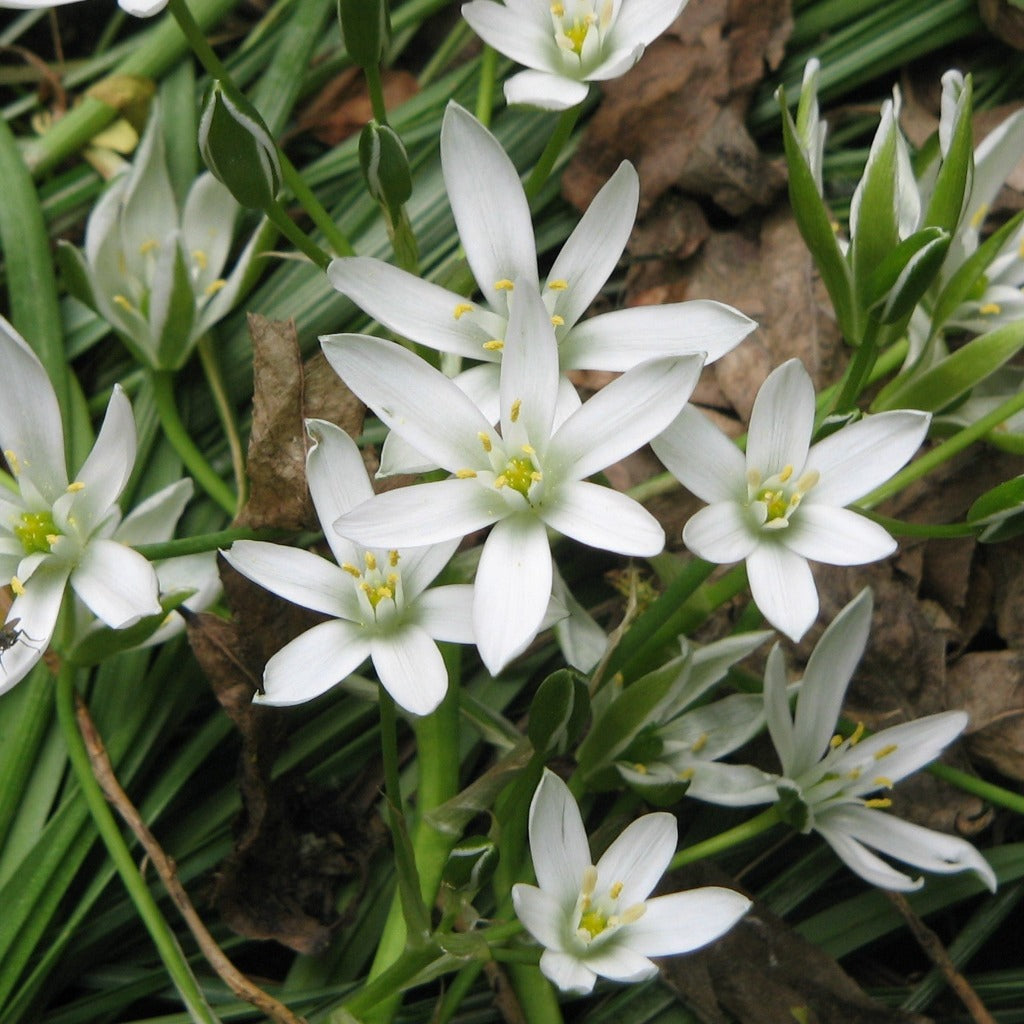 Ornithogalum Umbellatum