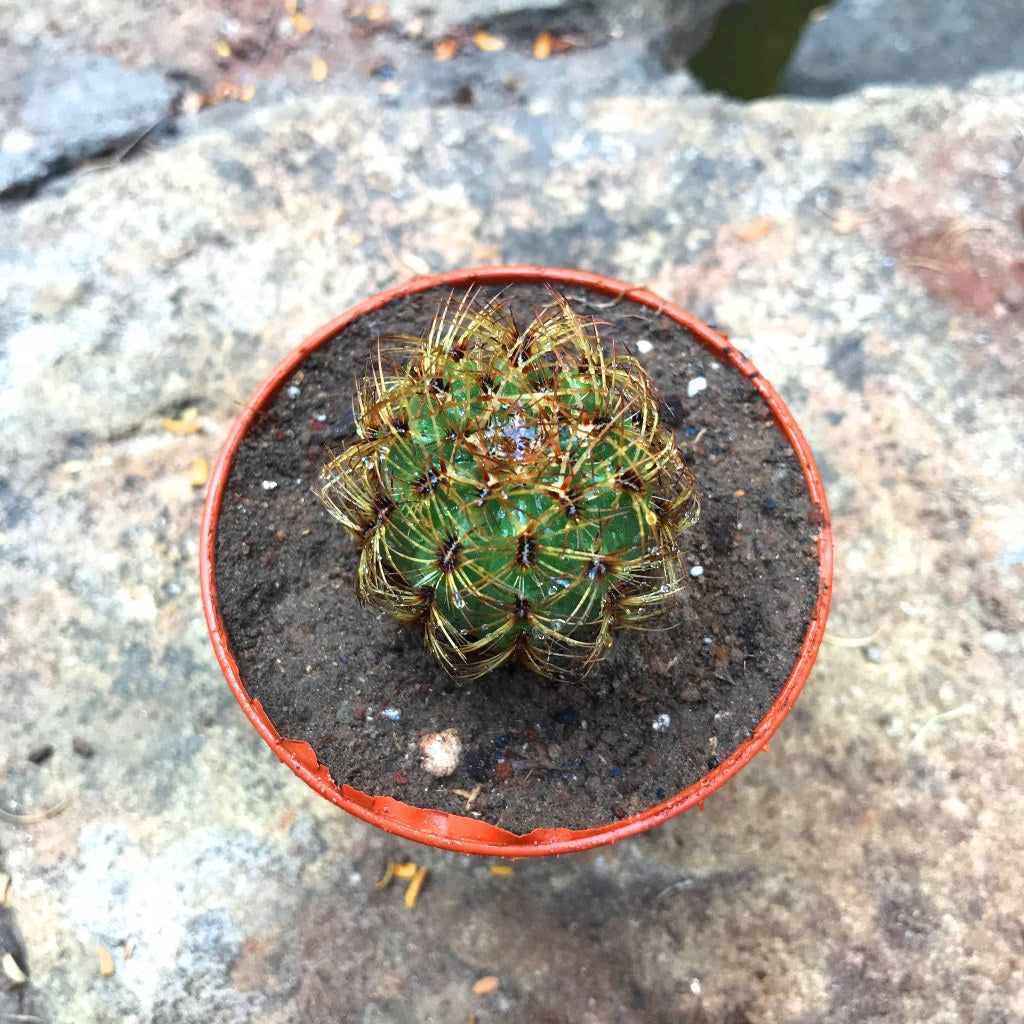 Oroya Neoperuviana Cactus Plant - myBageecha