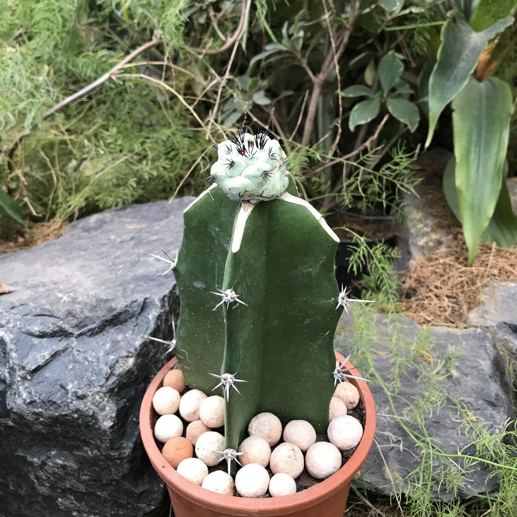 Ortegocactus Macdougallii Cactus Plant - myBageecha