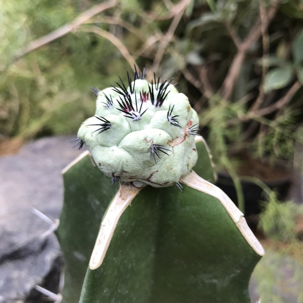 Ortegocactus Macdougallii Cactus Plant - myBageecha