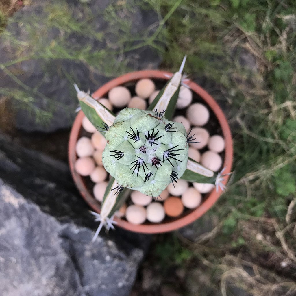 Ortegocactus Macdougallii Cactus Plant - myBageecha