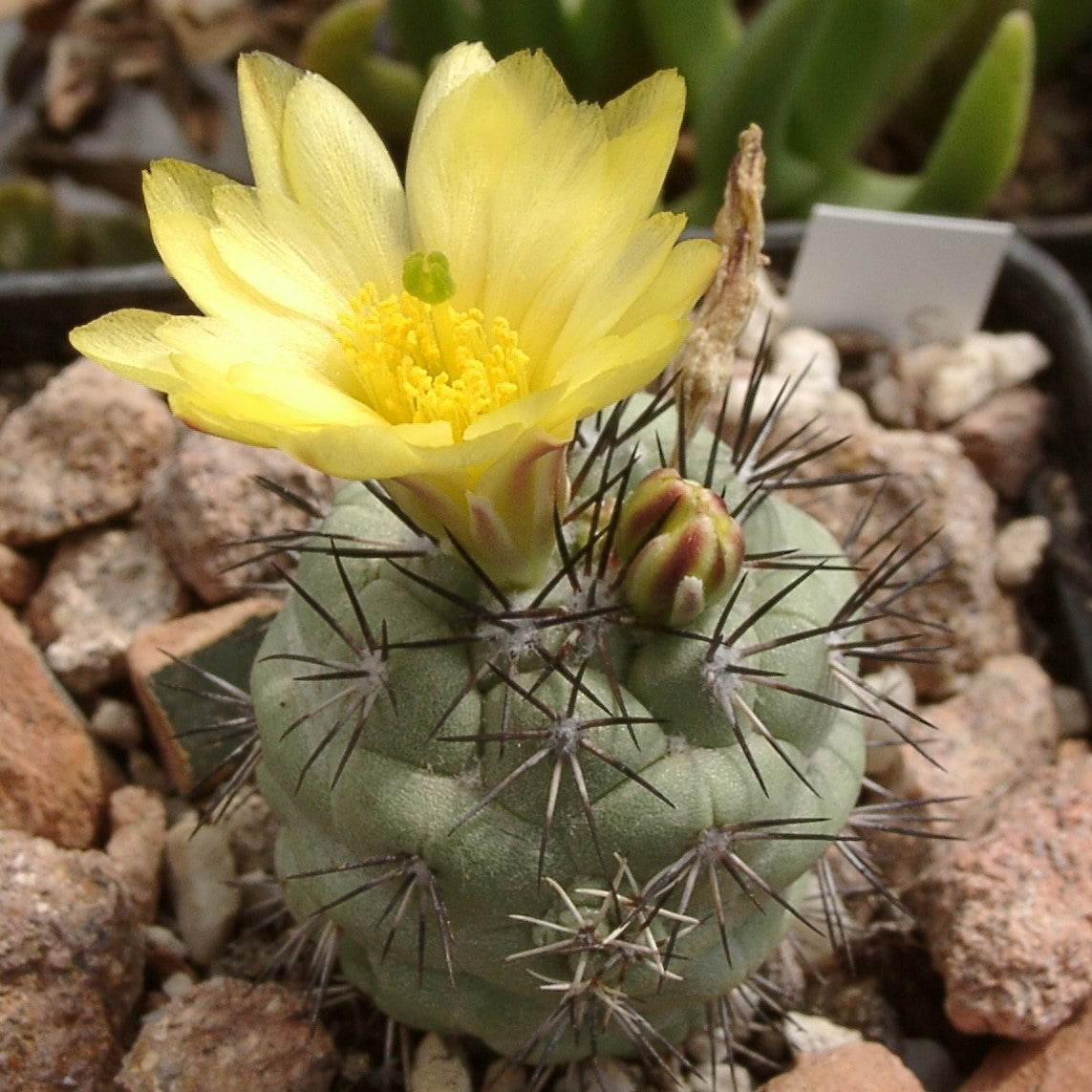 Ortegocactus Macdougallii Cactus Plant - myBageecha