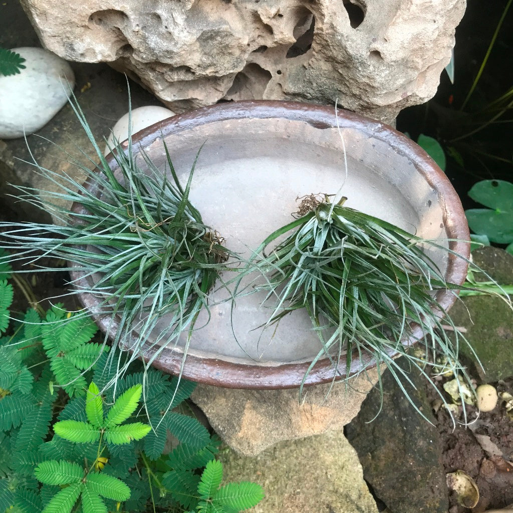 Singe Bonsai Ceramic Tray Set – myBageecha