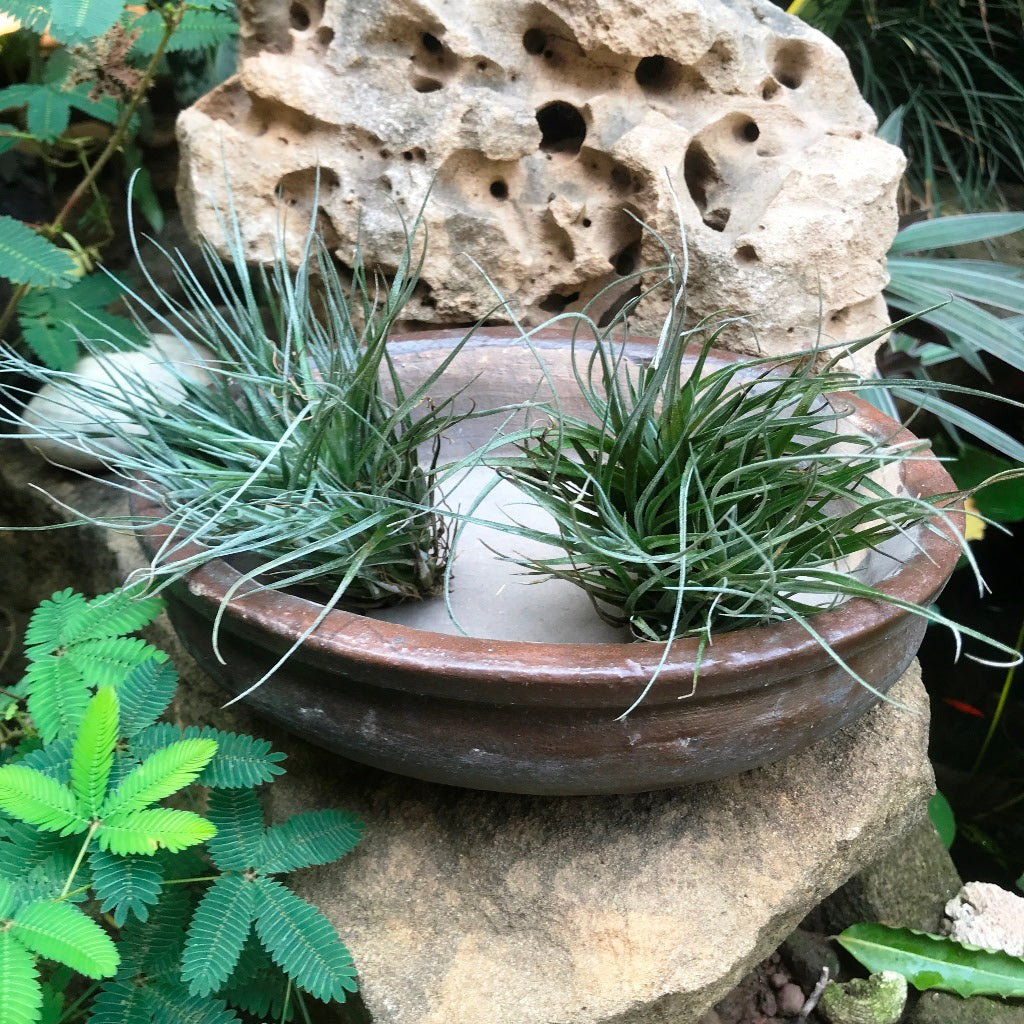 Singe Bonsai Ceramic Tray Set – Brown & Grey – myBageecha