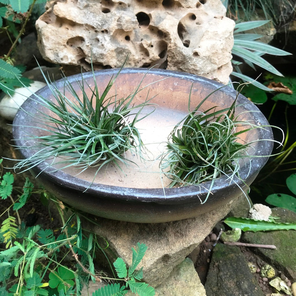 Singe Bonsai Ceramic Tray Set - myBageecha