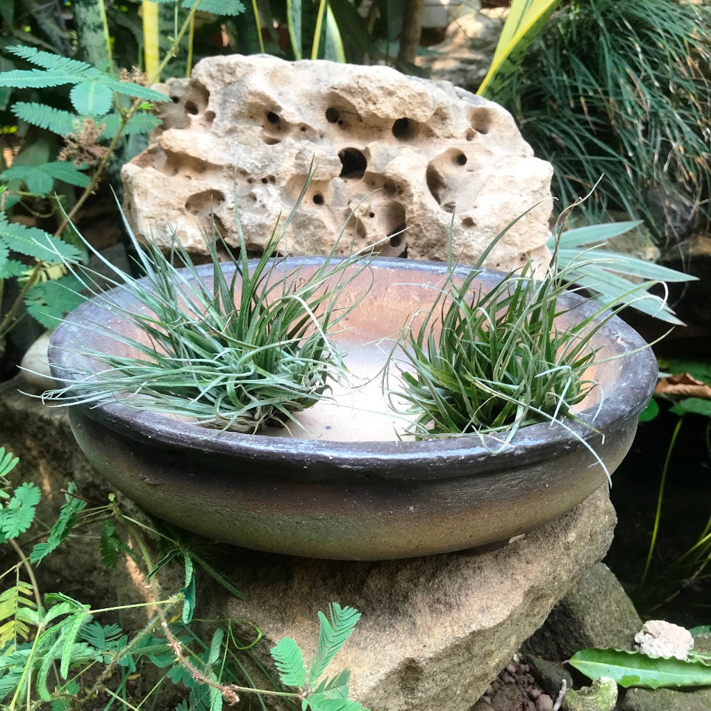 Singe Bonsai Ceramic Tray Set – myBageecha