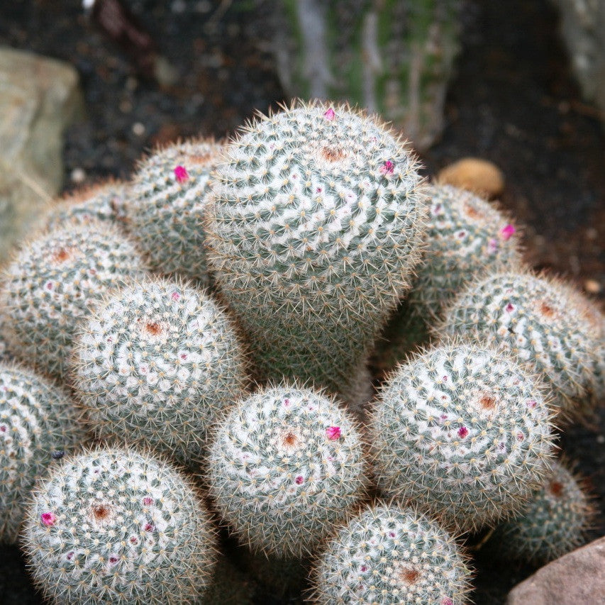 Mammillaria Parkinsonii Owl Eye Cactus Plant Online