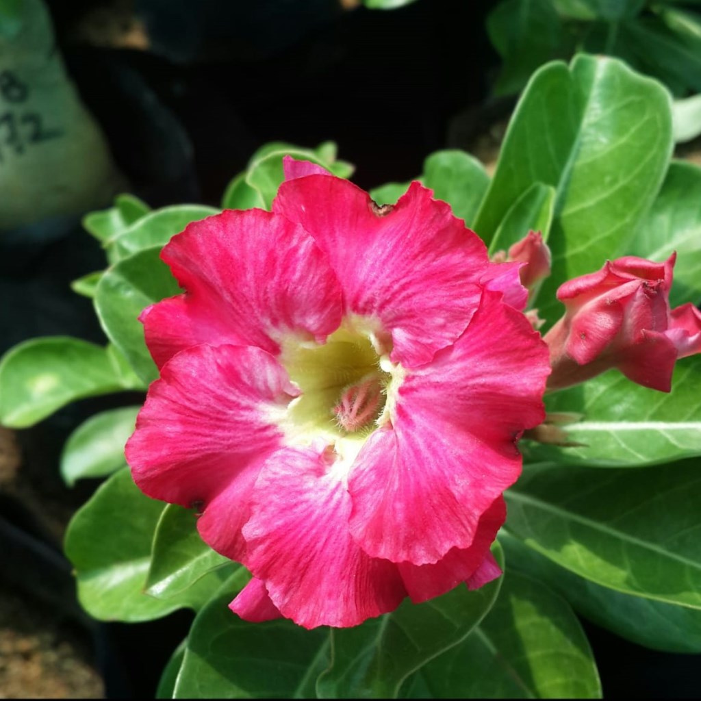 Pink Cauldron Adenium Plant - myBageecha