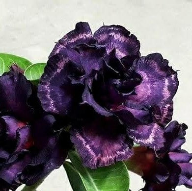 Starling Beauty Adenium Plant - myBageecha