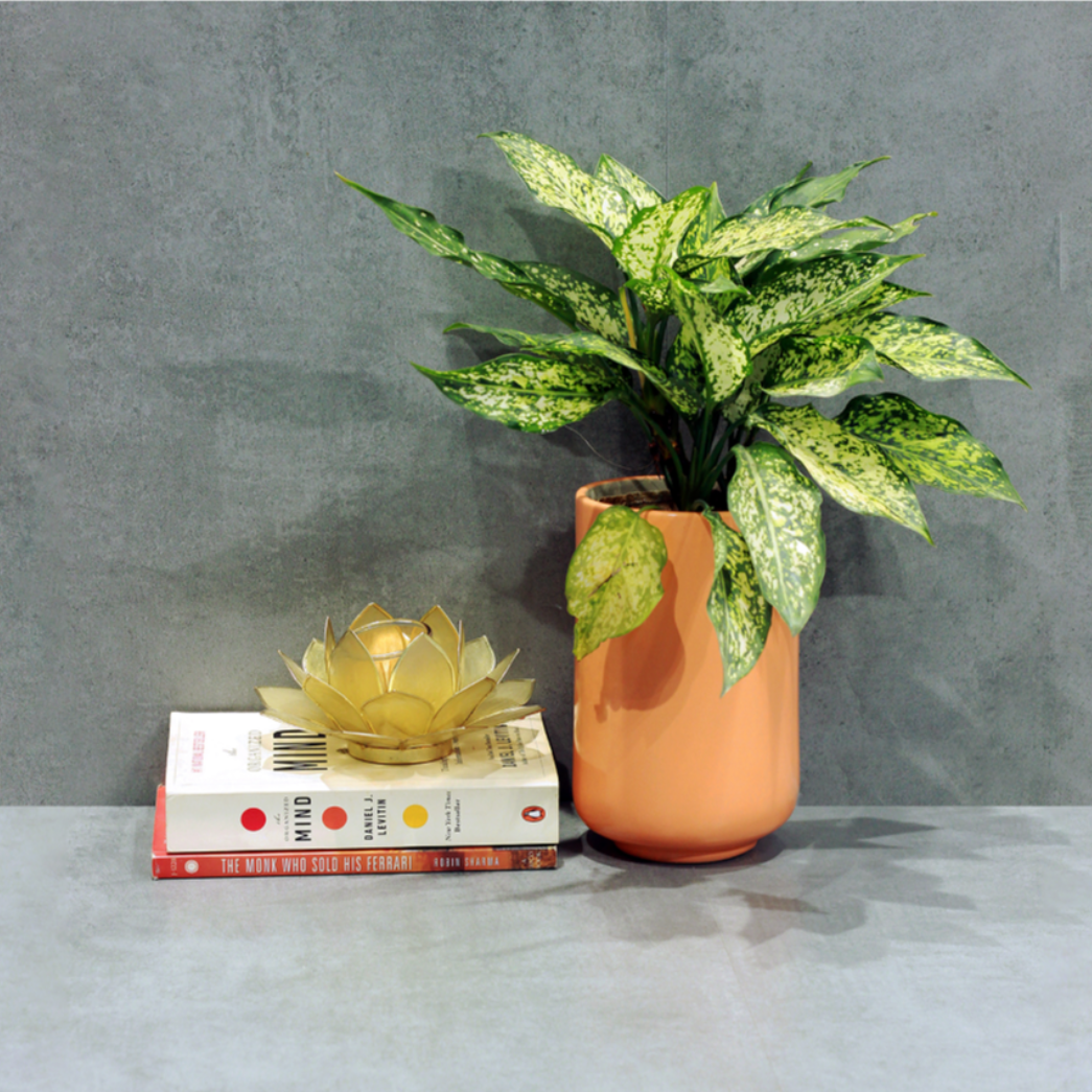 Miren Ceramic Planter - myBageecha