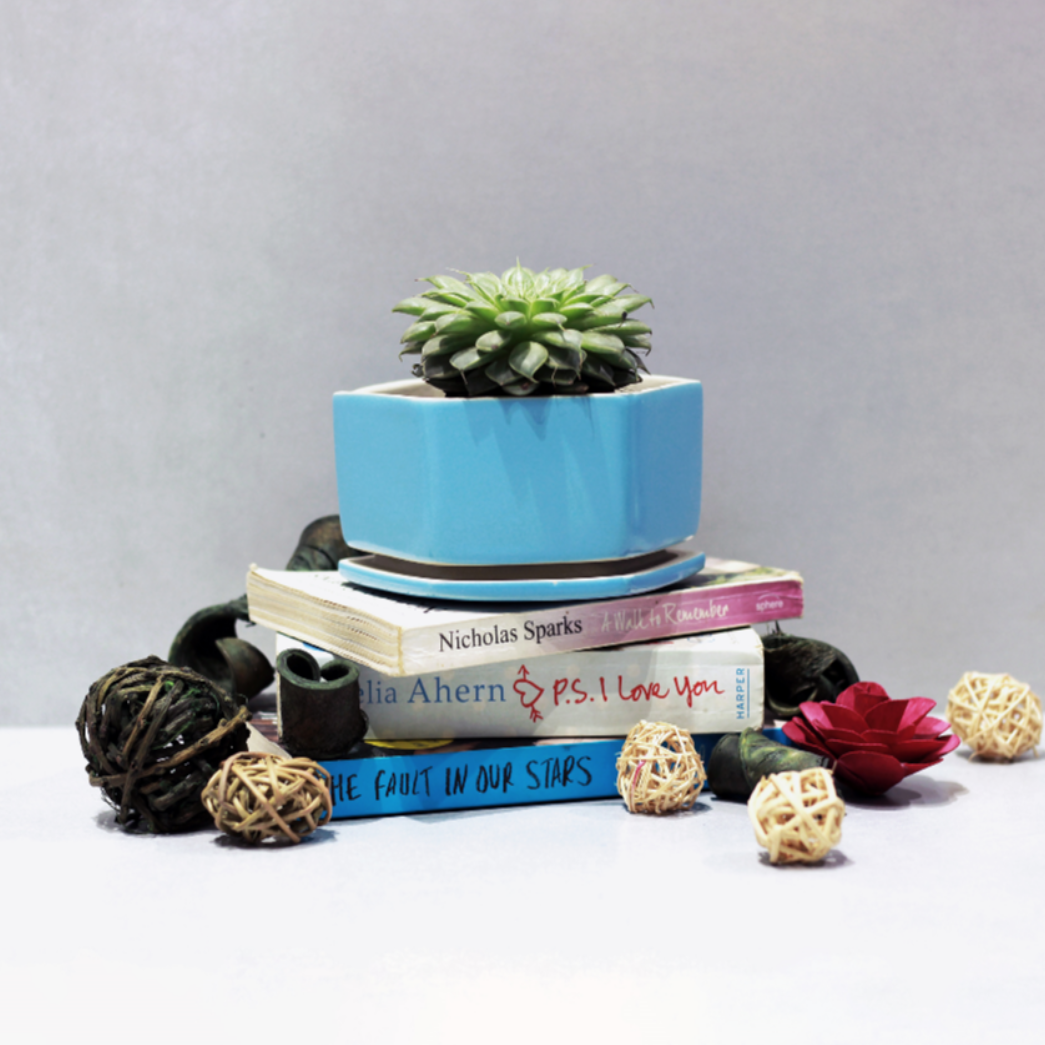 Meline Ceramic Planter – myBageecha