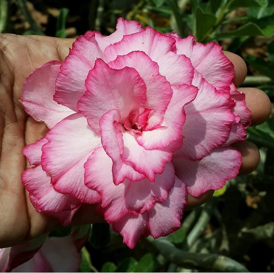 Blooming Dale Adenium Plant - myBageecha