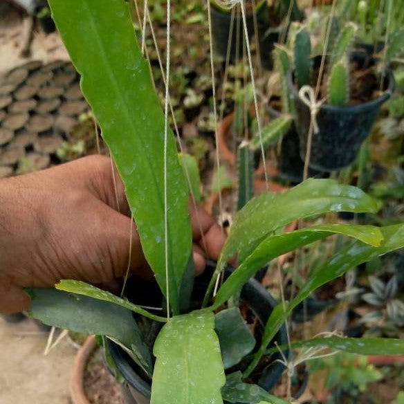 Epiphyllum Oxypetalum Queen of the Night Plant - myBageecha