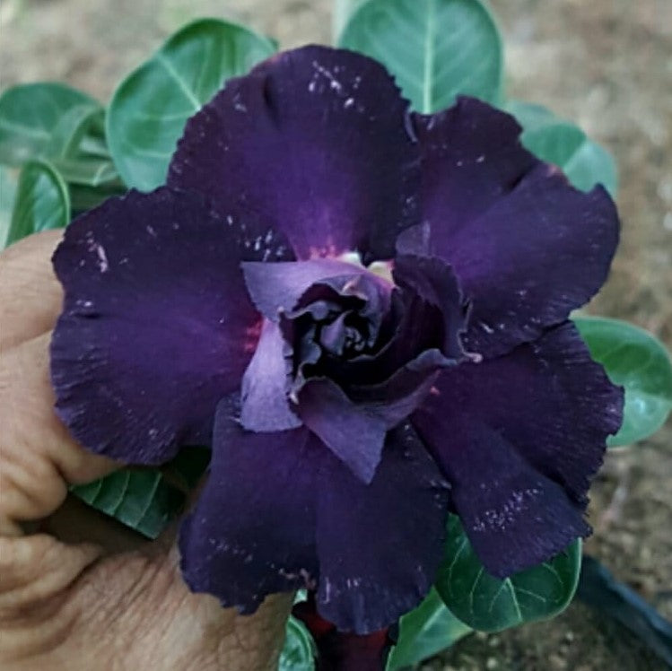 Dusky Glaze Adenium Plant - myBageecha