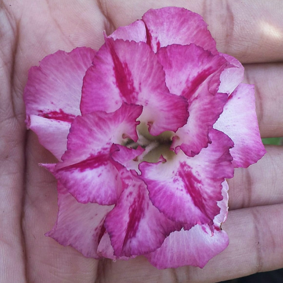 Lilac Beauty Adenium Plant - myBageecha