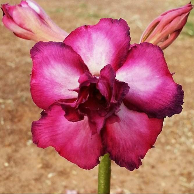 Purple Rain Adenium Plant - myBageecha