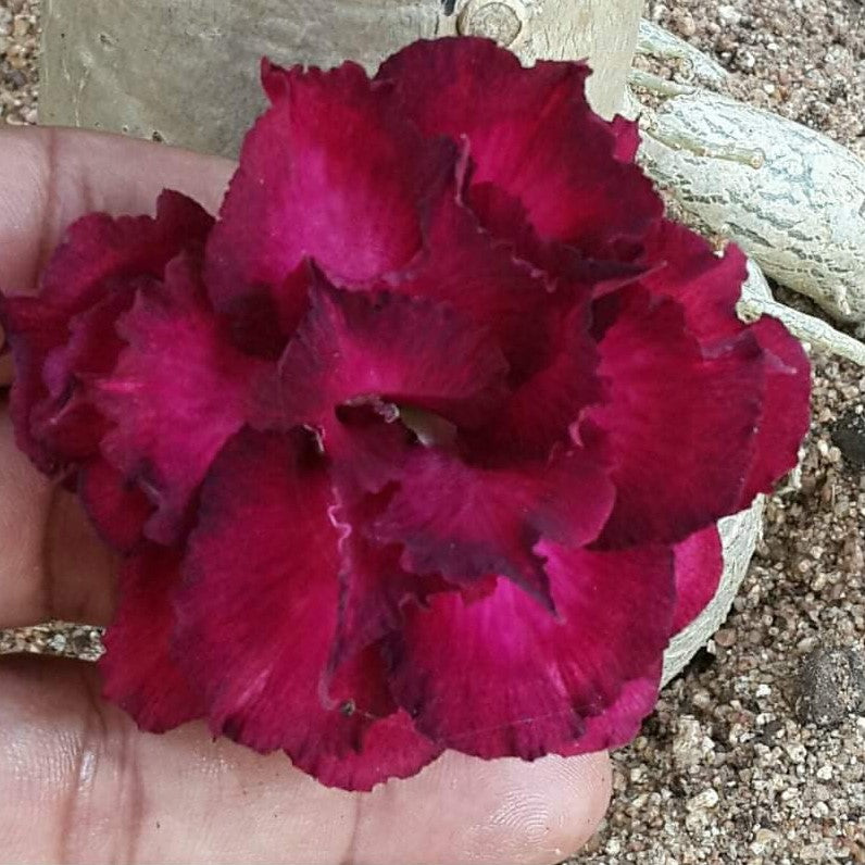 Roseate Adenium Plant - myBageecha