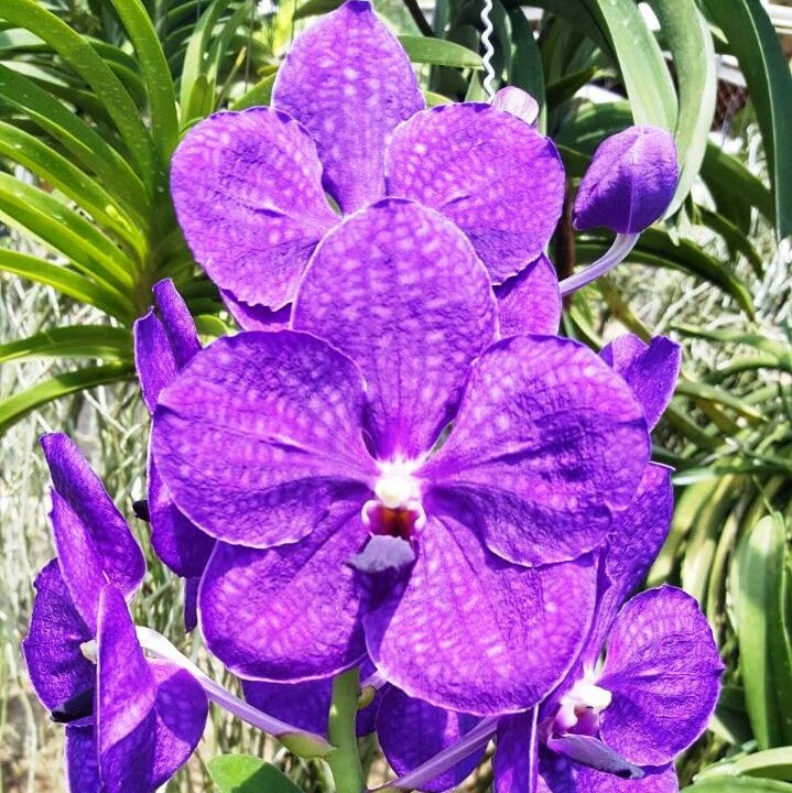 Pachara Delight - myBageecha