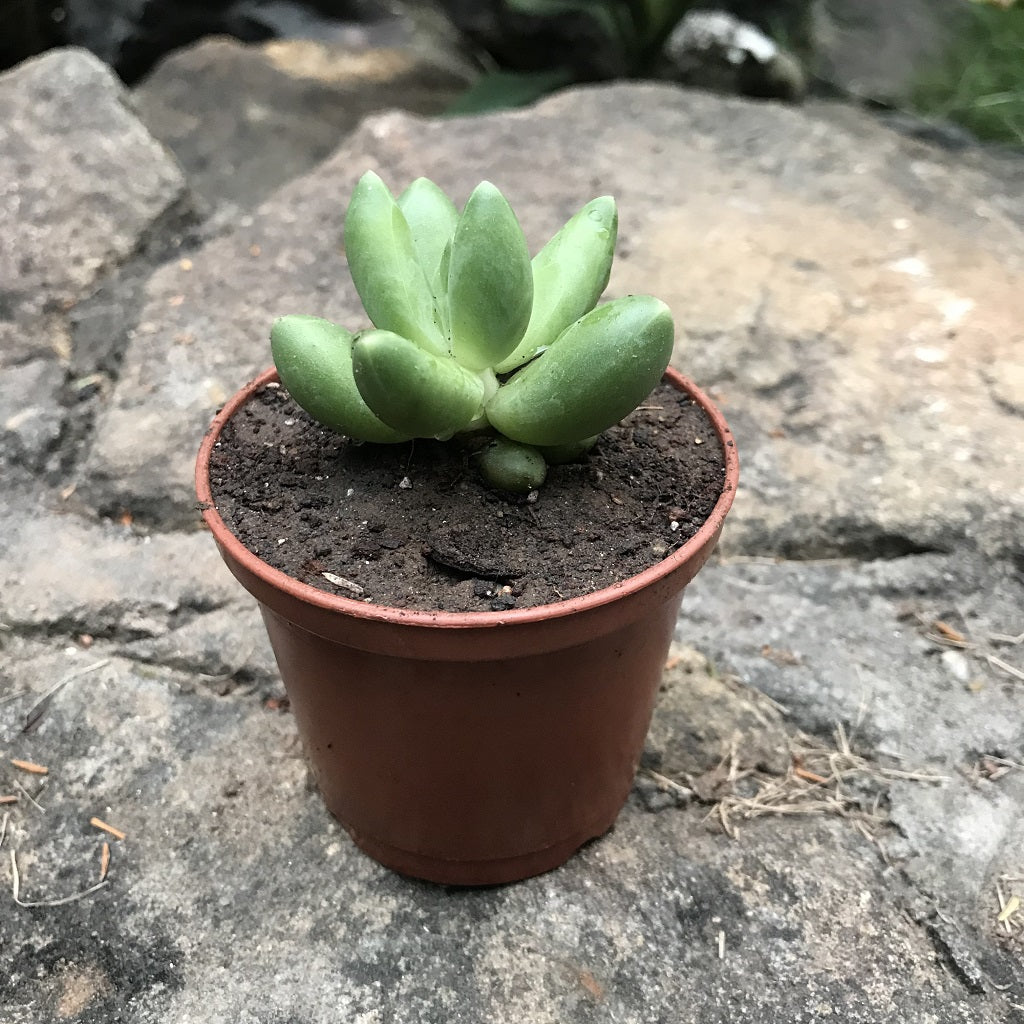 Pachyphytum Compactum Succulent Plant - myBageecha