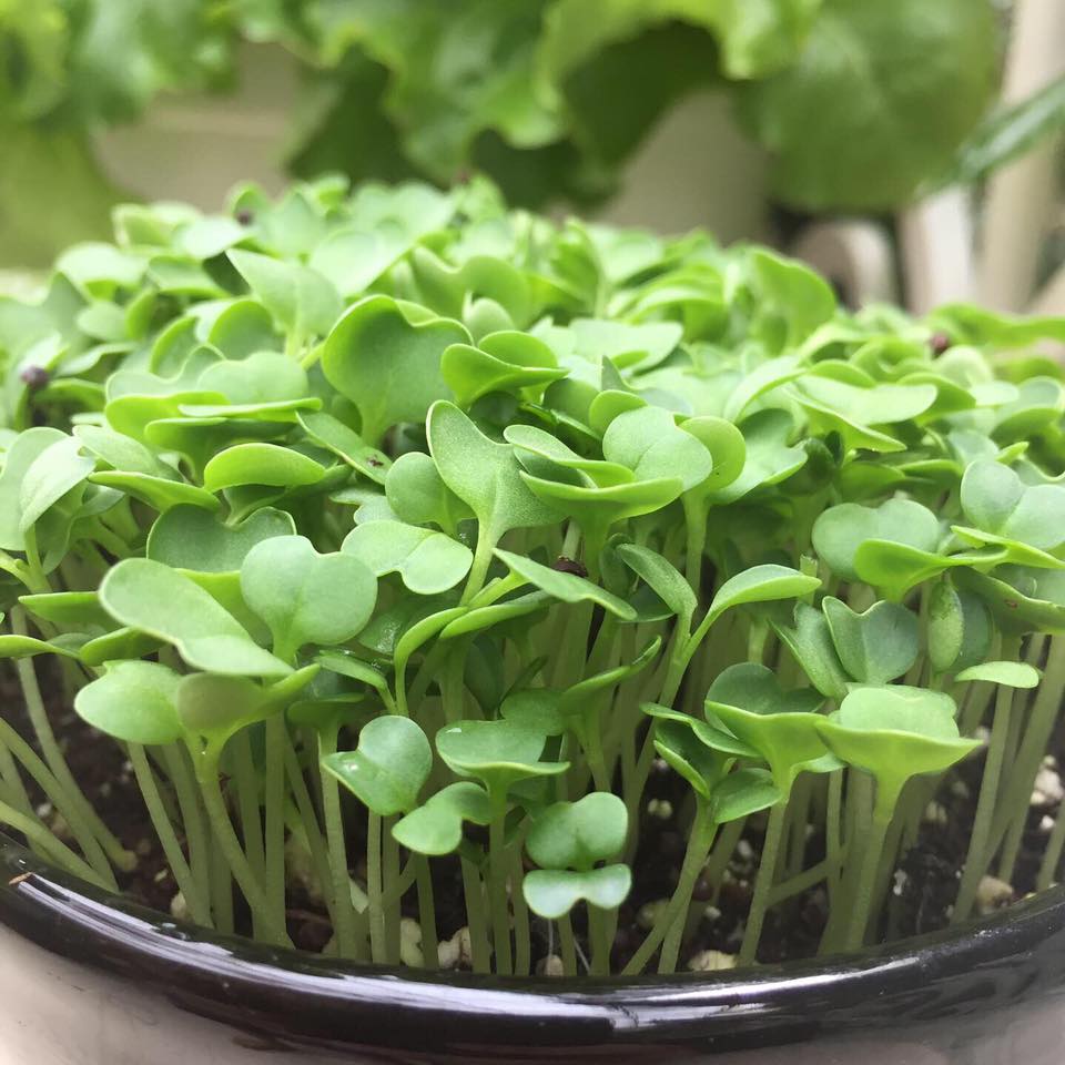 Microgreens Pak Choi Seeds – myBageecha