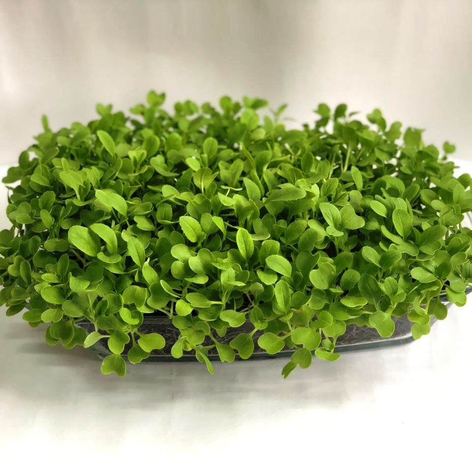 Pak choi microgreens foliage, All Season harvest - myBageecha