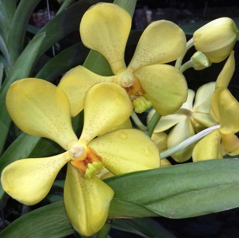 Panicha Yellow - myBageecha