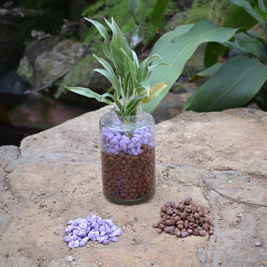 Pansy Juliette Water Terrarium Kit - myBageecha