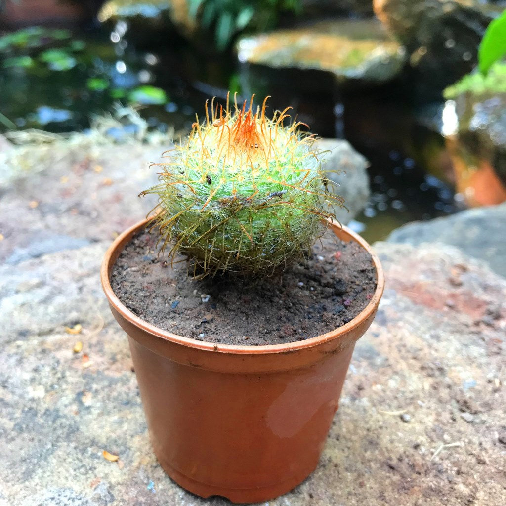 Parodia Aureispina Cactus Plant - myBageecha