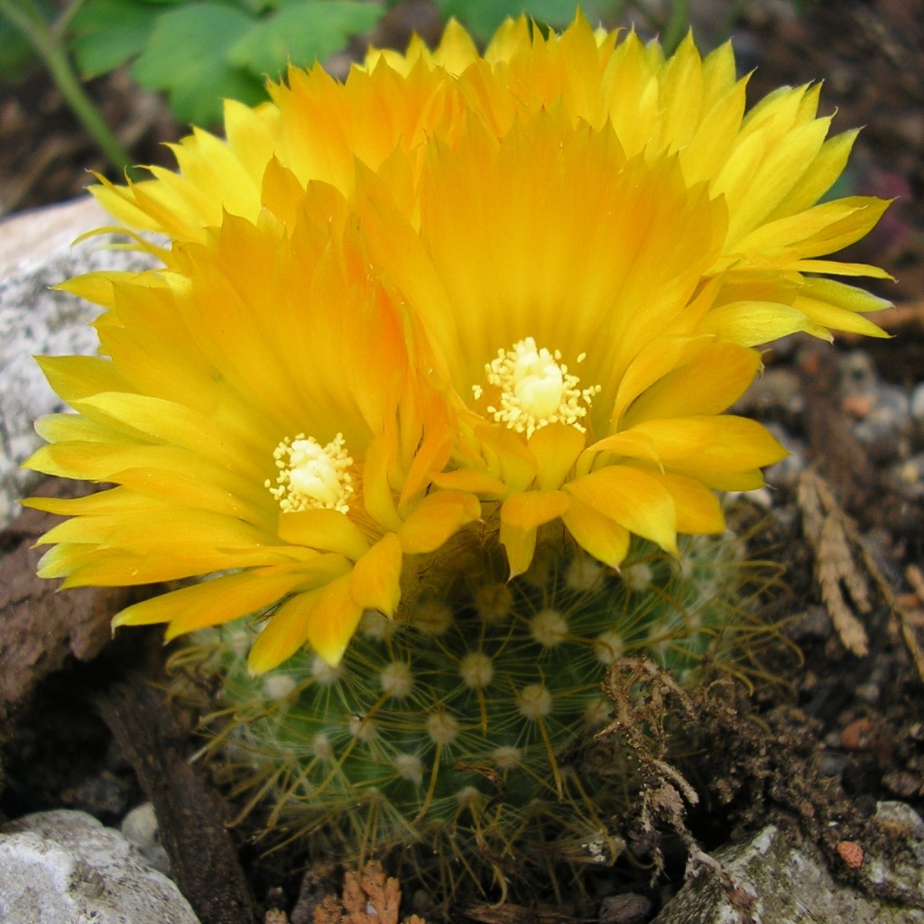Parodia Aureispina Cactus Plant - myBageecha