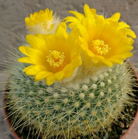 Parodia Chrysacanthion Cactus Plant - myBageecha