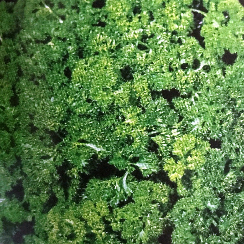 Herb vegetable, winter harvest