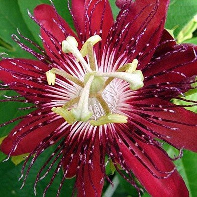 Passiflora Lady Margaret Plant - myBageecha