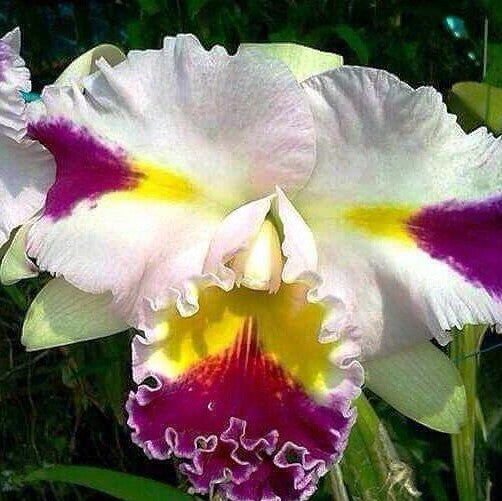 Catt. Patchara Fancy - myBageecha