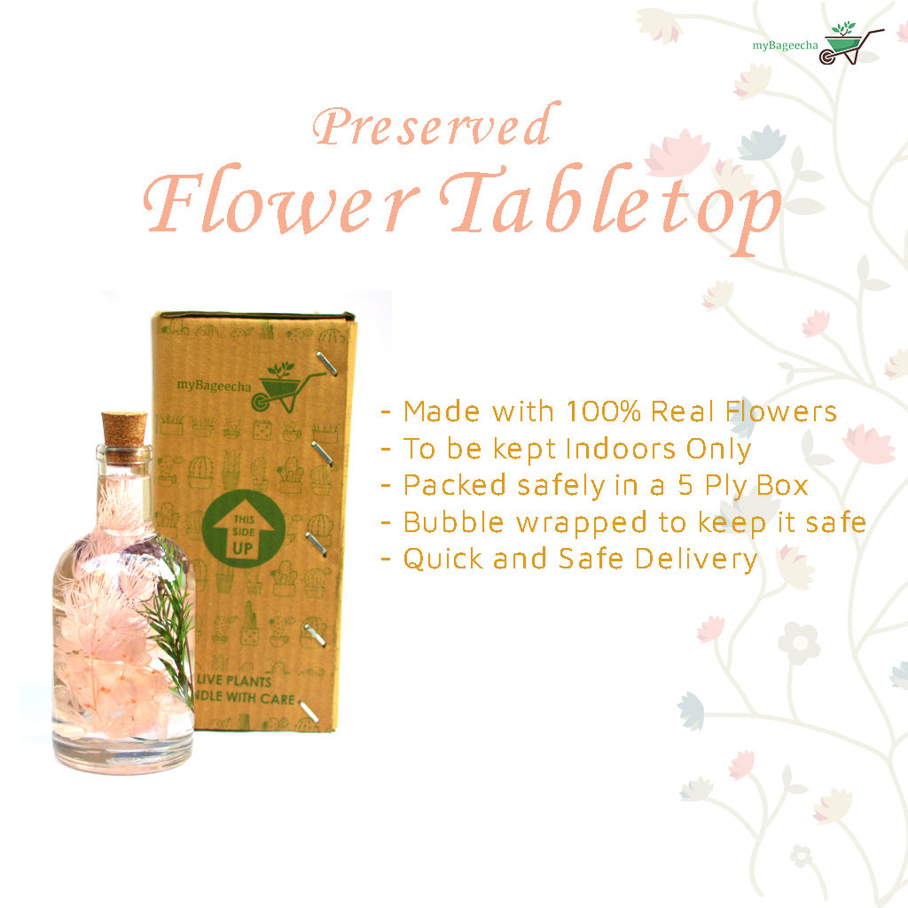 Soft peach tones offering fresh charm and gentle warmth to living spaces.