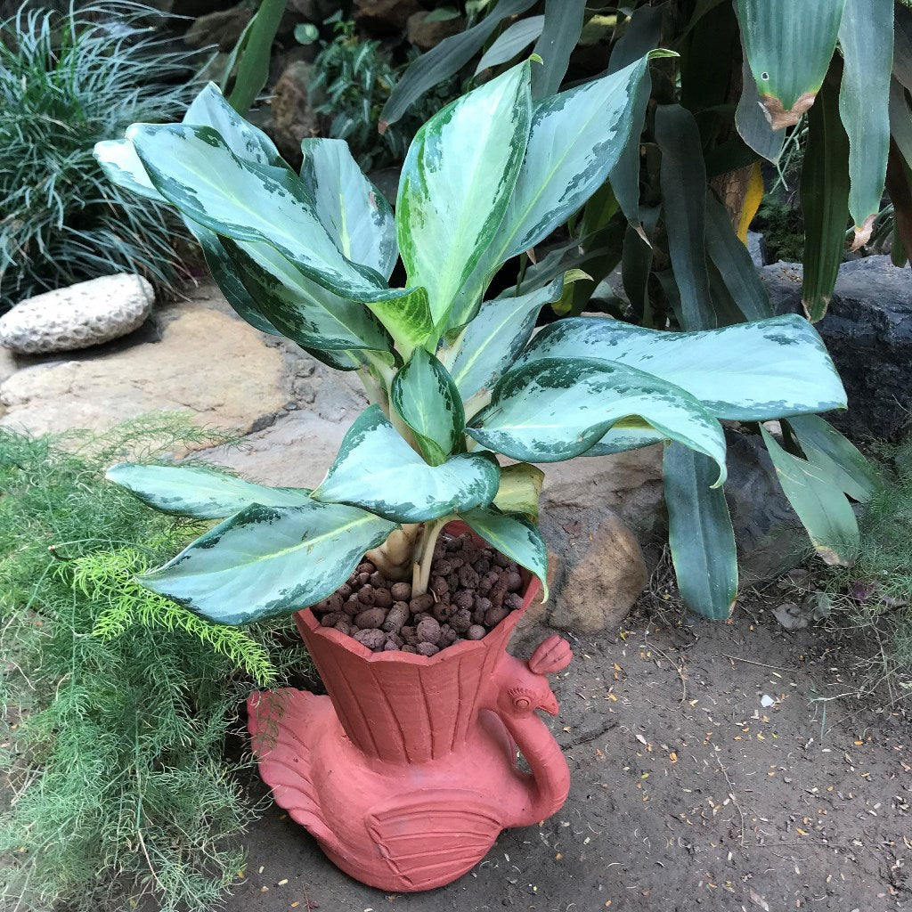 Peacock Terracotta Pot close view – myBageecha