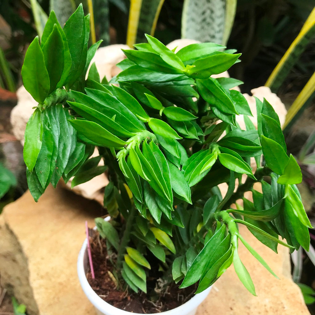 Pedilanthus Tithymaloides Nana Green Succulent Plant - myBageecha