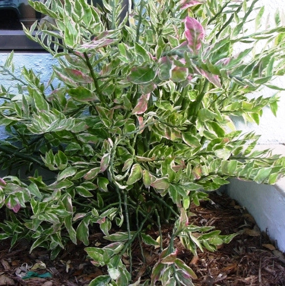 Japanese Poinsettia – Decorative Succulent Plant