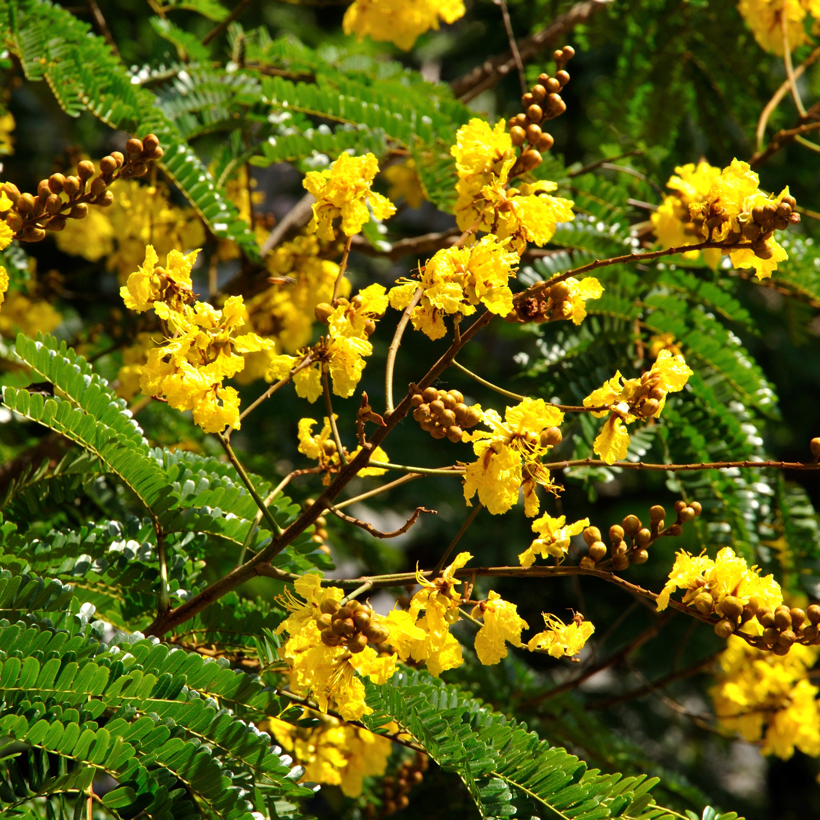 Peltophorum Pterocarpum Copperpod Plant - myBageecha