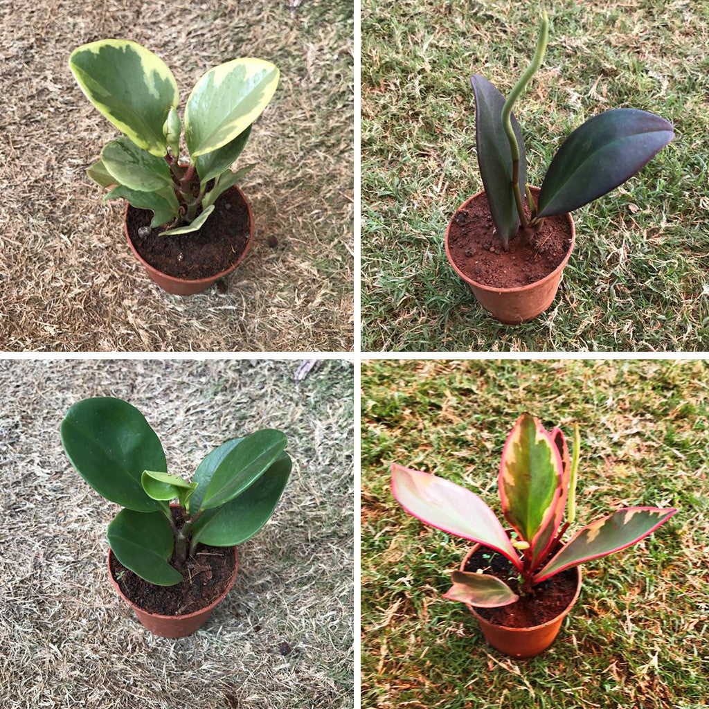 Assorted Peperomia Plants - myBageecha