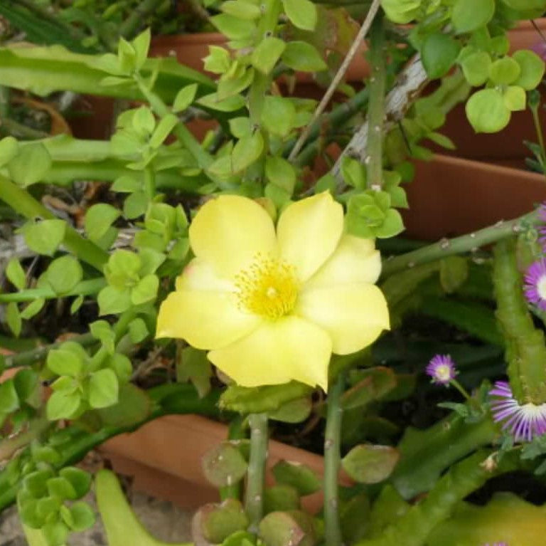 Pereskiopsis Velutina Cactus Plant - myBageecha