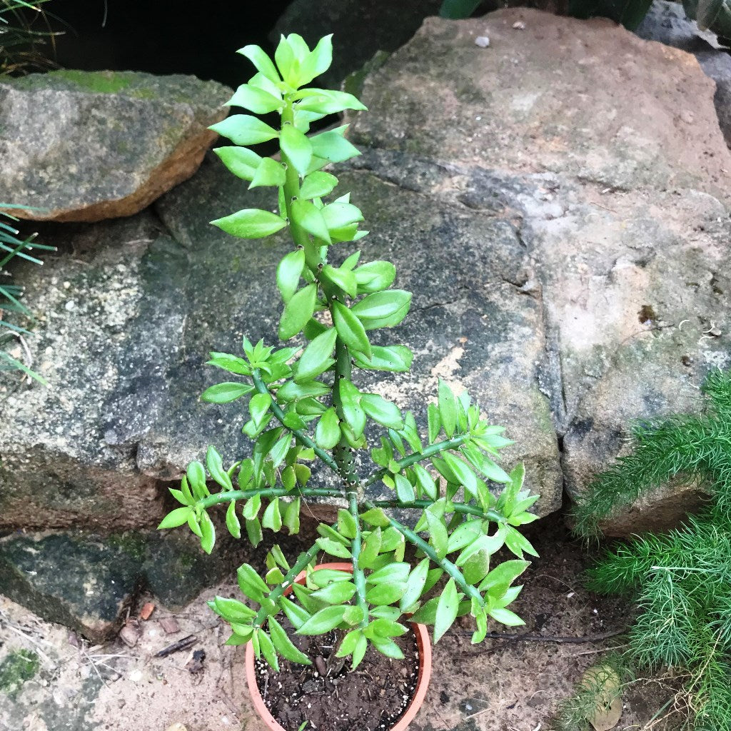 Pereskiopsis Velutina Cactus Plant - myBageecha