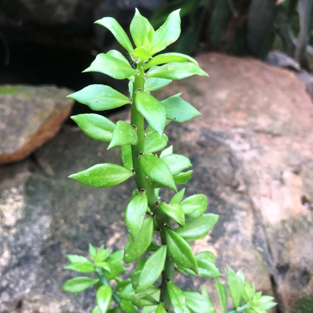 Pereskiopsis Velutina Cactus Plant - myBageecha