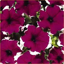 Petunia SGL Dreams Burgundy Picotee HY Flower Seeds – burgundy picotee – myBageecha