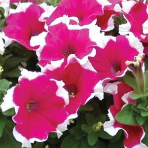 Petunia SGL Dreams Rose Picotee HY Flower Seeds – rose picotee – myBageecha