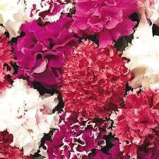Petunia DBL Glorious Mix HY Flower Seeds – double blooms – myBageecha